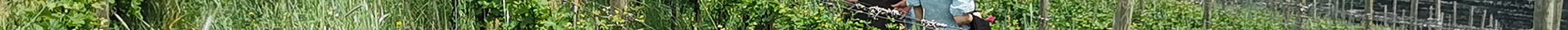 IN VIGNA CON VISTA | GEMME DI GUSTO