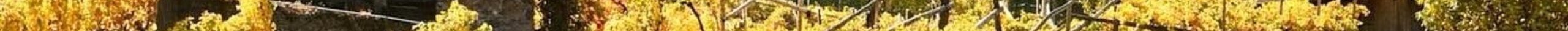 FOLIAGE IN VIGNA | DIVIN OTTOBRE